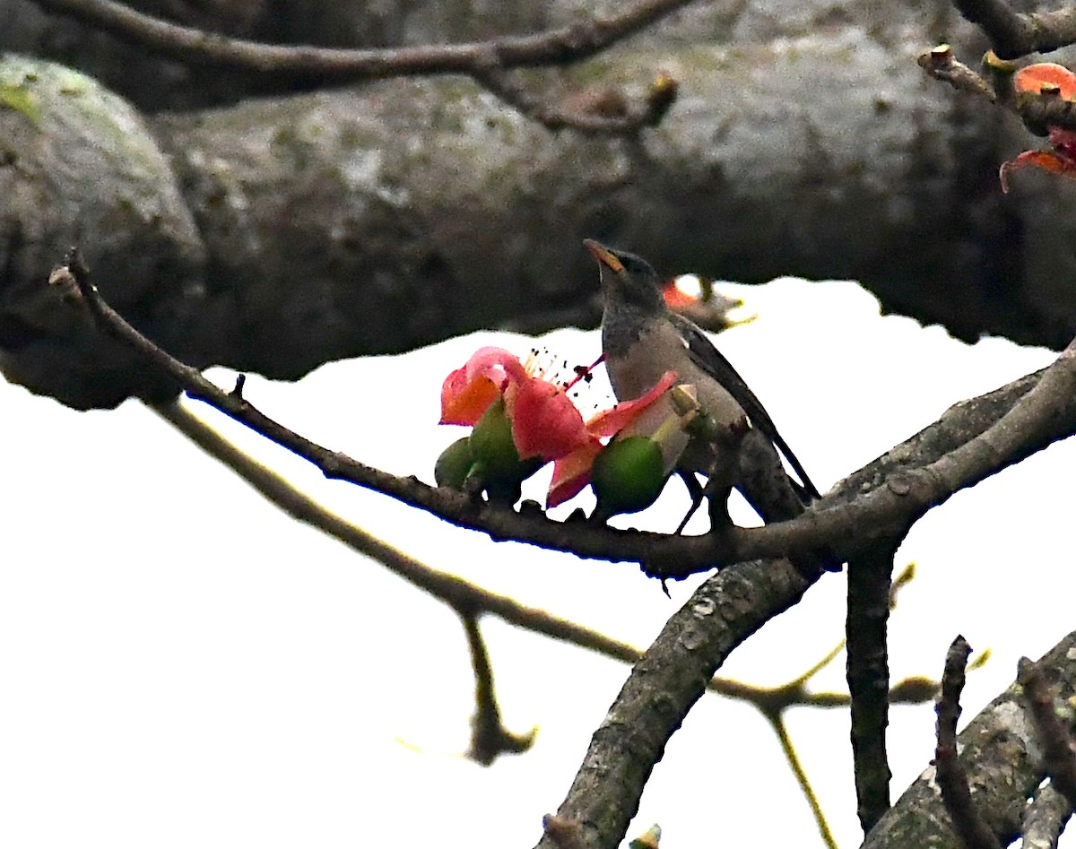 Rosy Starling - ML616281635