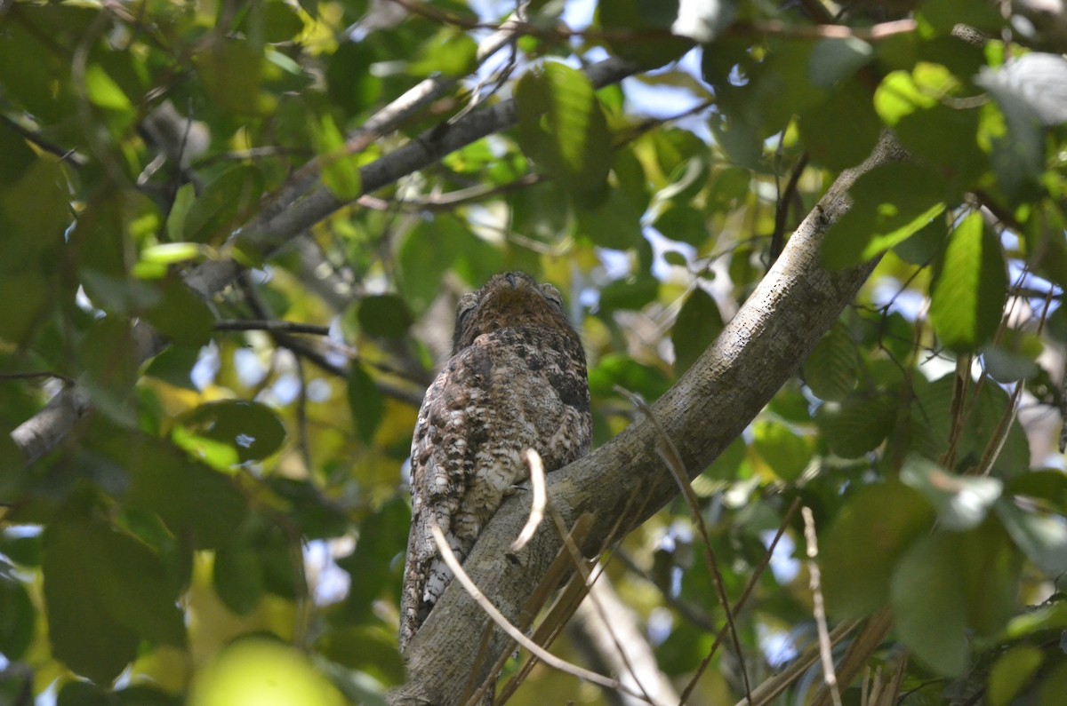 Great Potoo - ML616281638