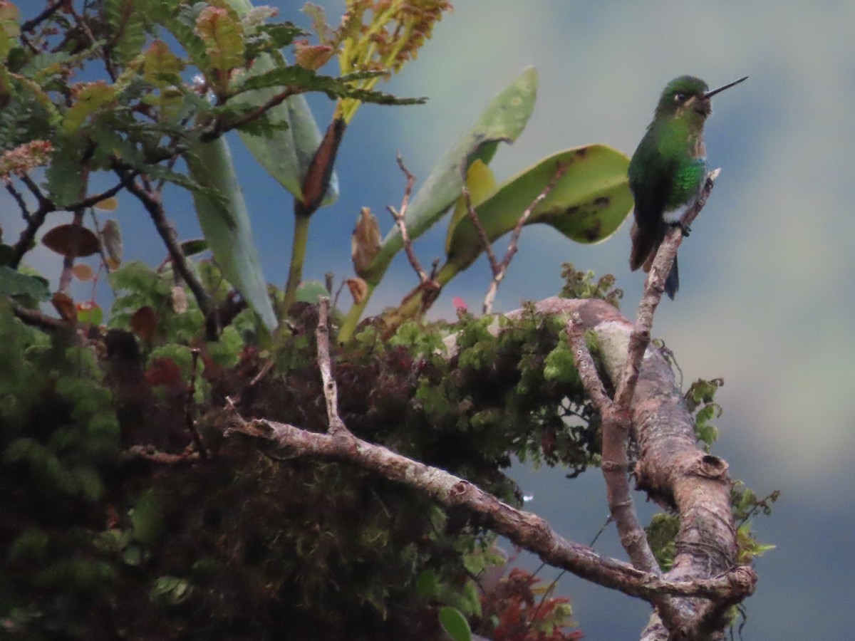 Glowing Puffleg - Debra Ferguson