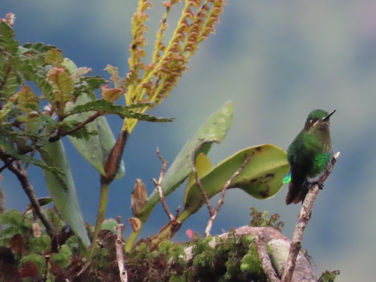 Glowing Puffleg - ML616281661