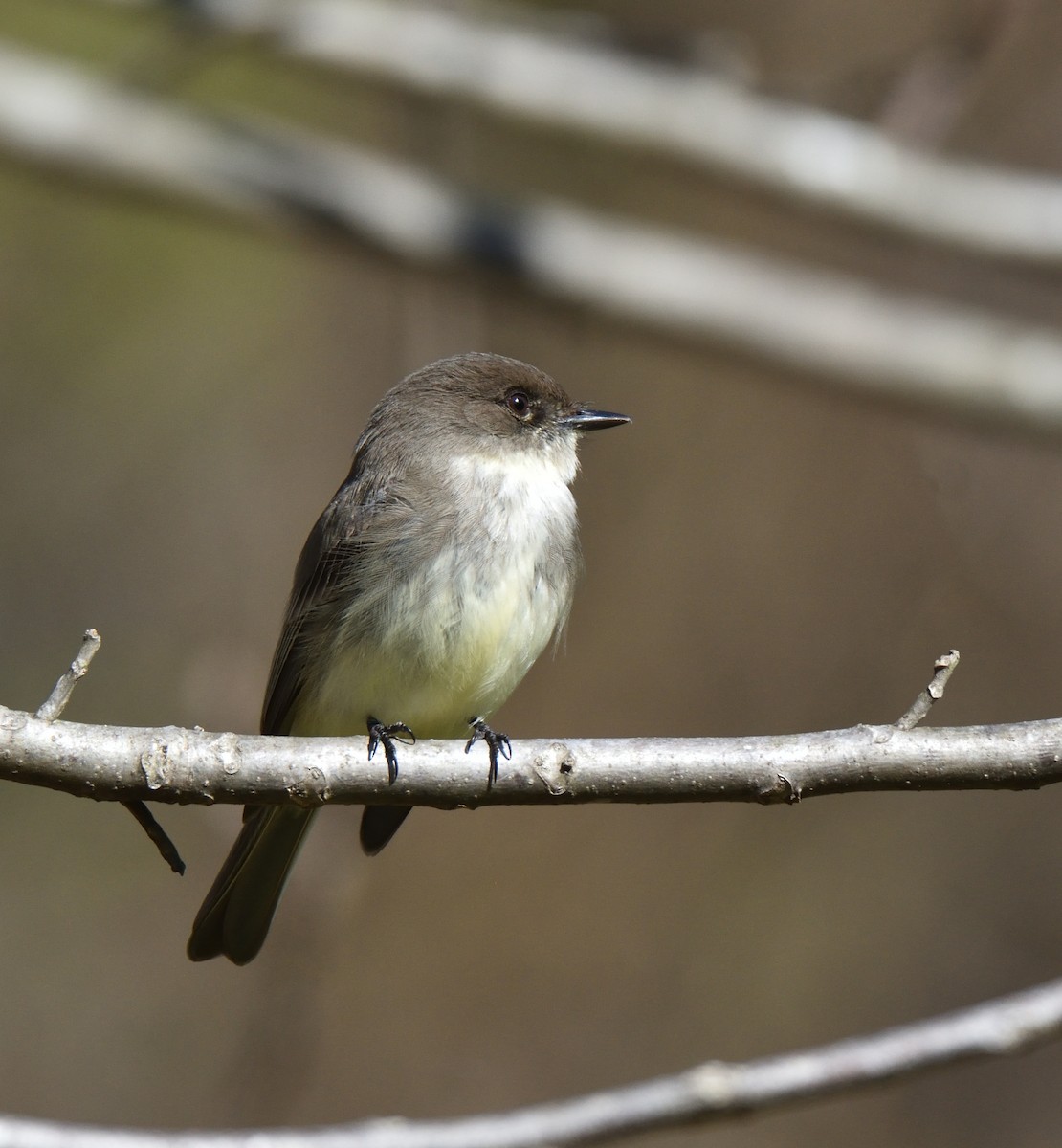 Eastern Phoebe - Richard Snow