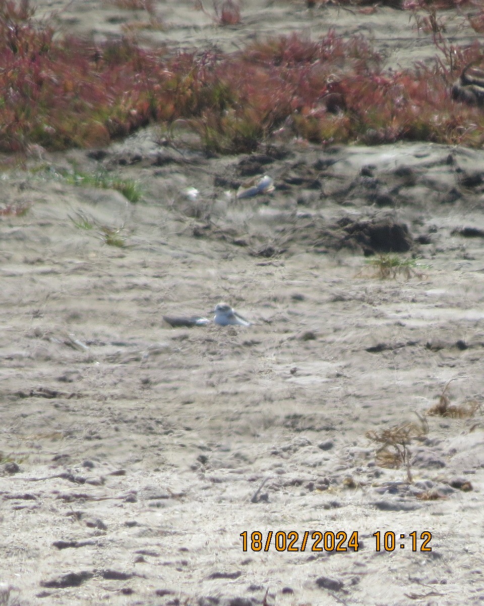 White-fronted Plover - ML616281714
