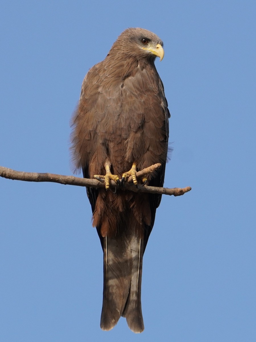 Black Kite - ML616281720