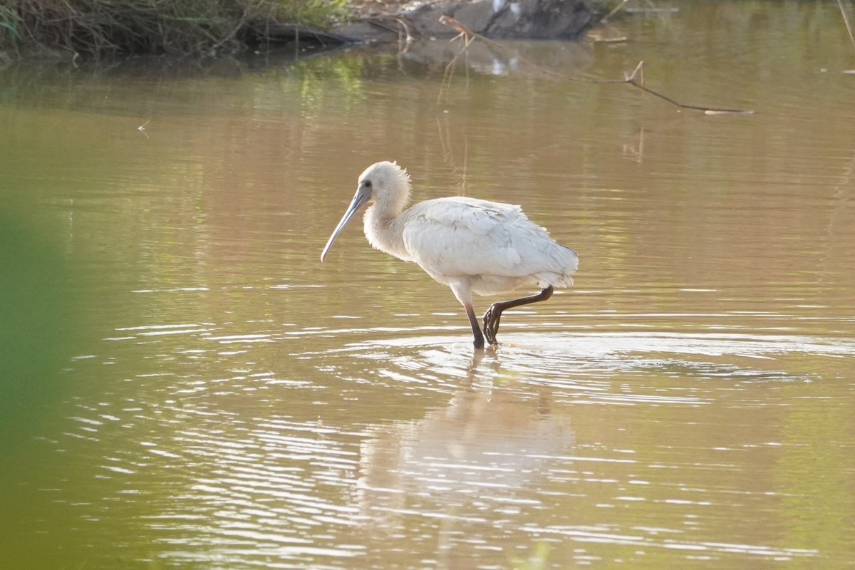 African Spoonbill - ML616281723