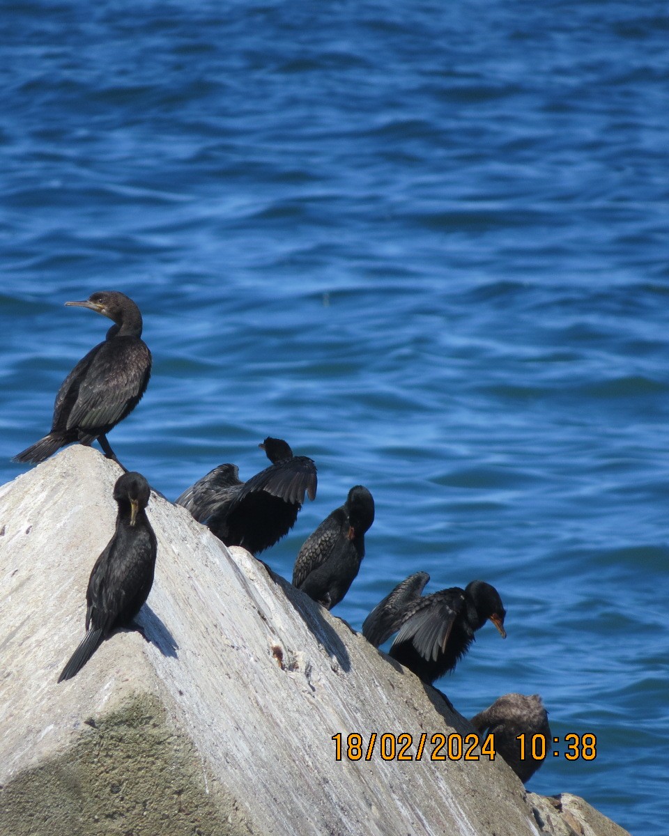 Cape Cormorant - Gary Bletsch