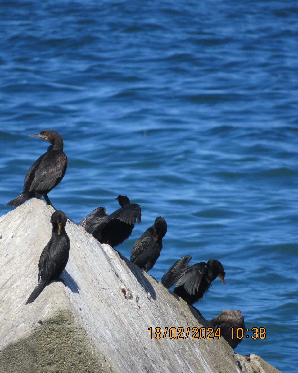 Cape Cormorant - ML616281724