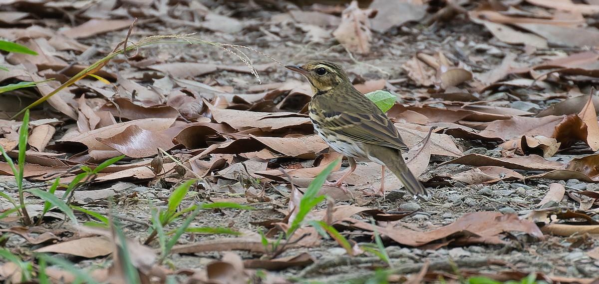 Olive-backed Pipit - ML616281725