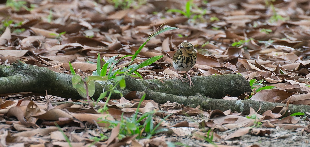 Olive-backed Pipit - ML616281726