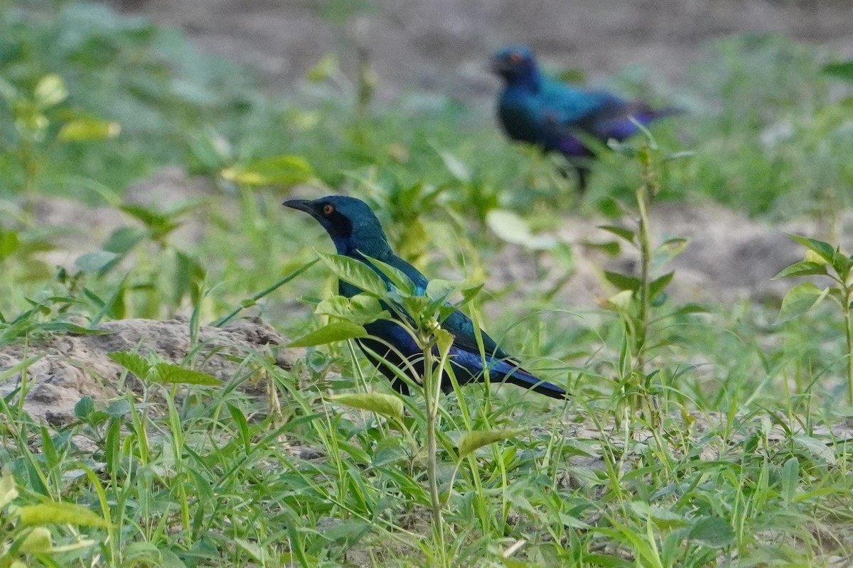 Greater Blue-eared Starling - ML616281740