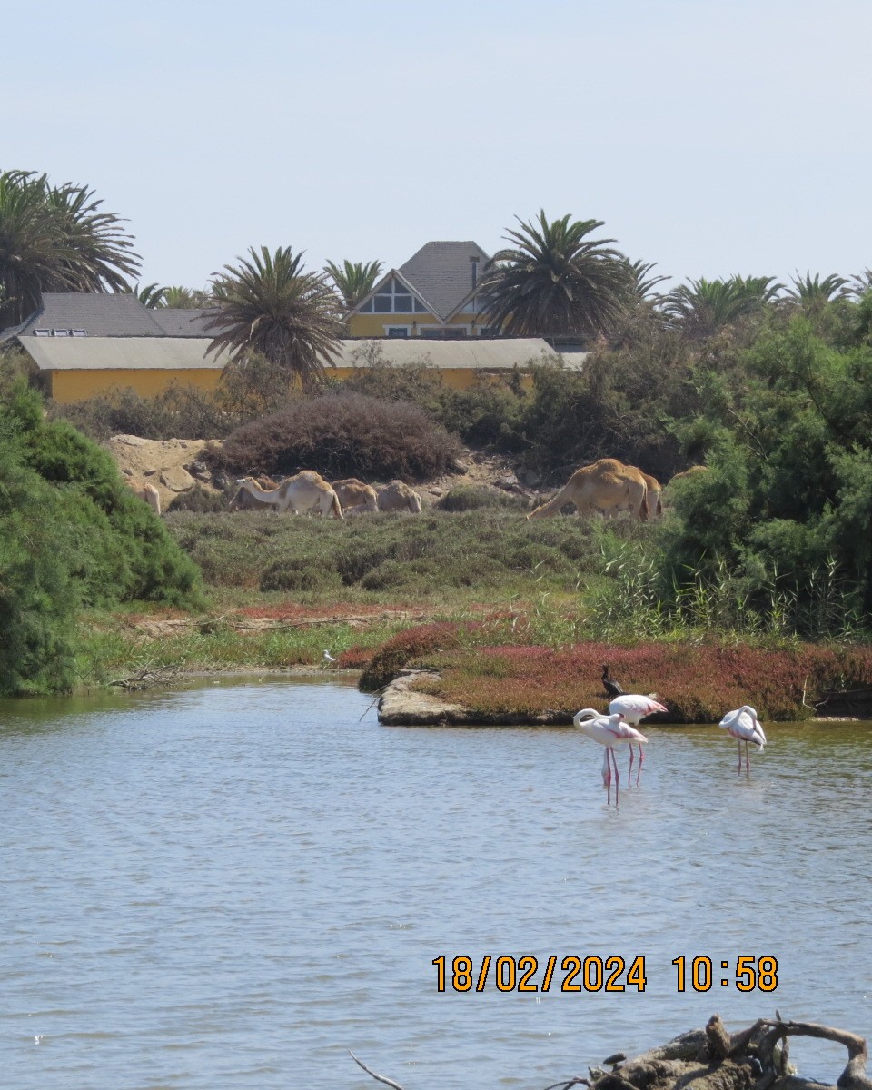 Greater Flamingo - ML616281742