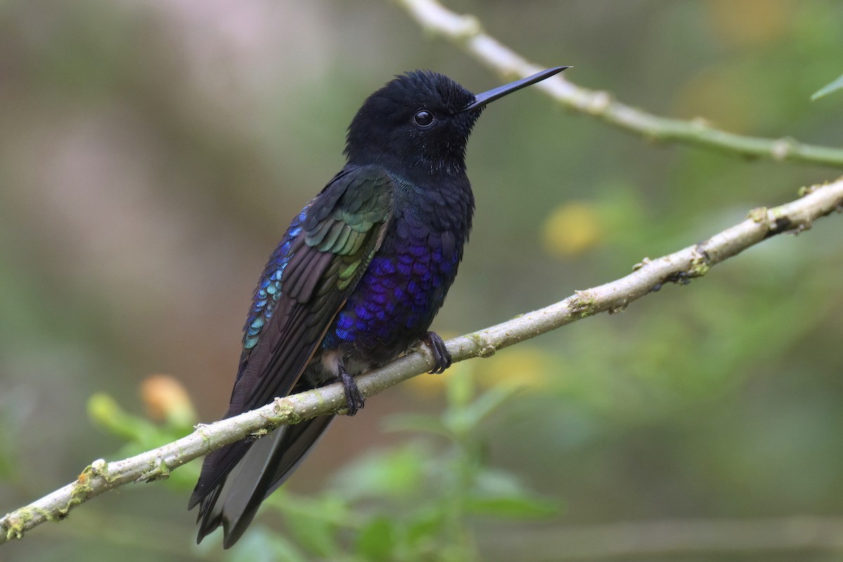 kolibřík hyacintový - ML616281745