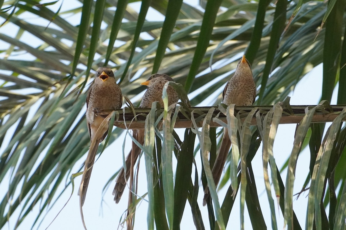 Yellow-billed Shrike - ML616281746