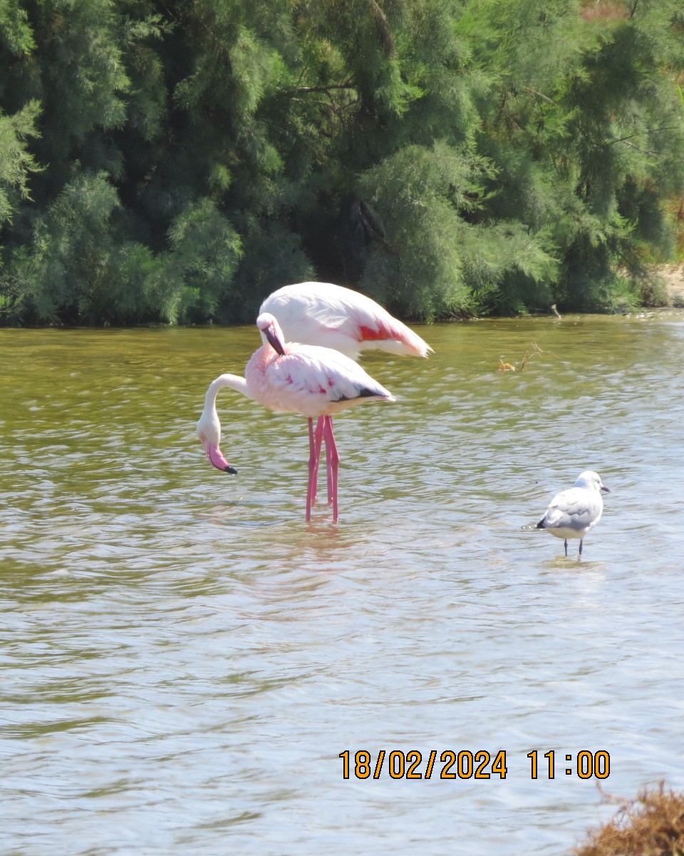 Greater Flamingo - ML616281748