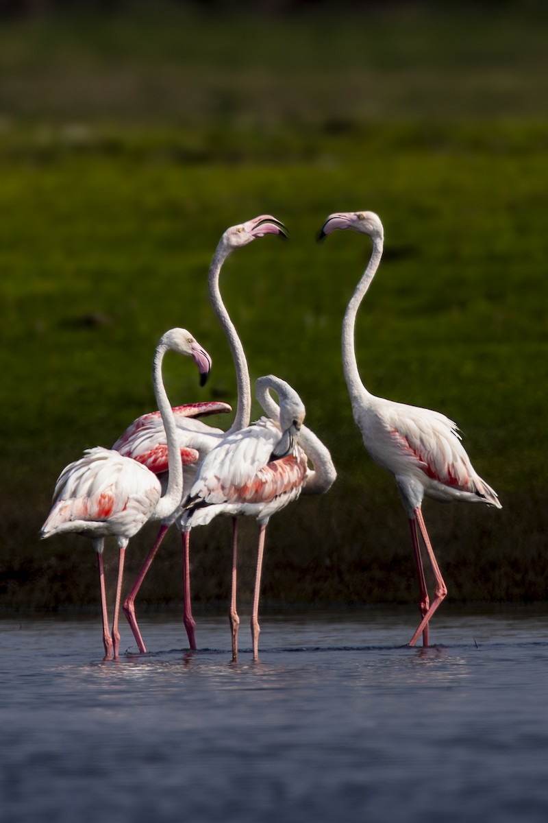 Greater Flamingo - Amit Shankar Pal