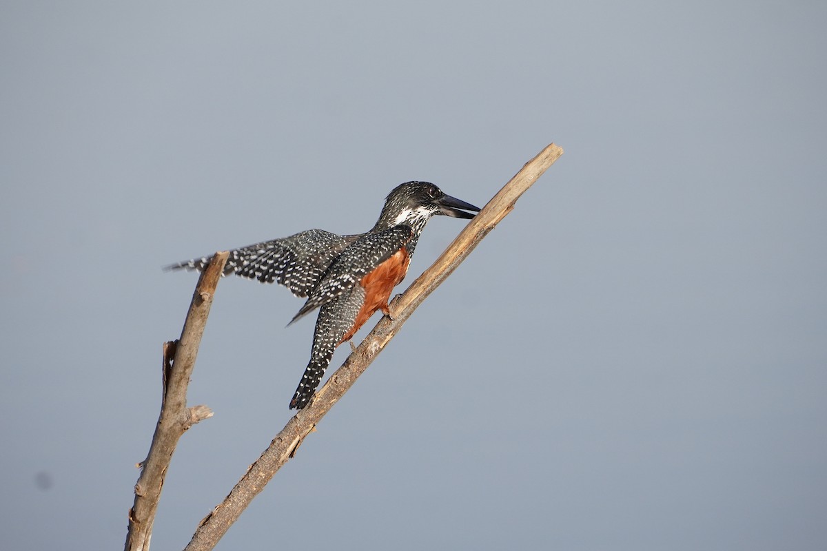 Giant Kingfisher - ML616281782