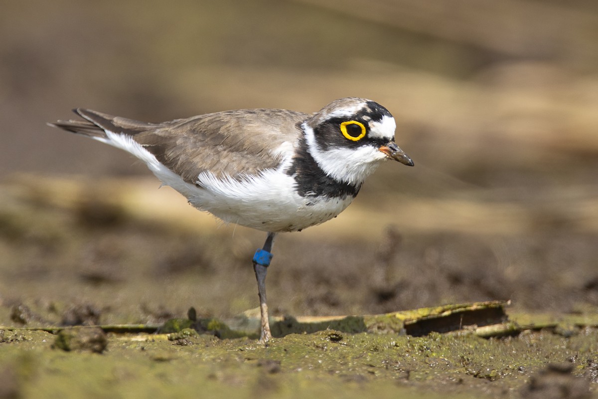 Little Ringed Plover - ML616281790