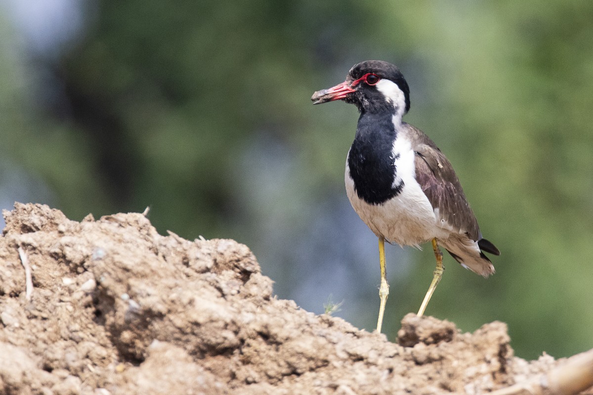 Red-wattled Lapwing - ML616281804