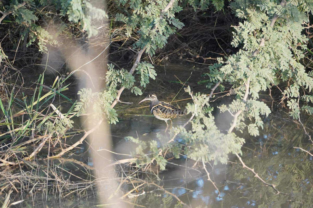 Greater Painted-Snipe - ML616281810