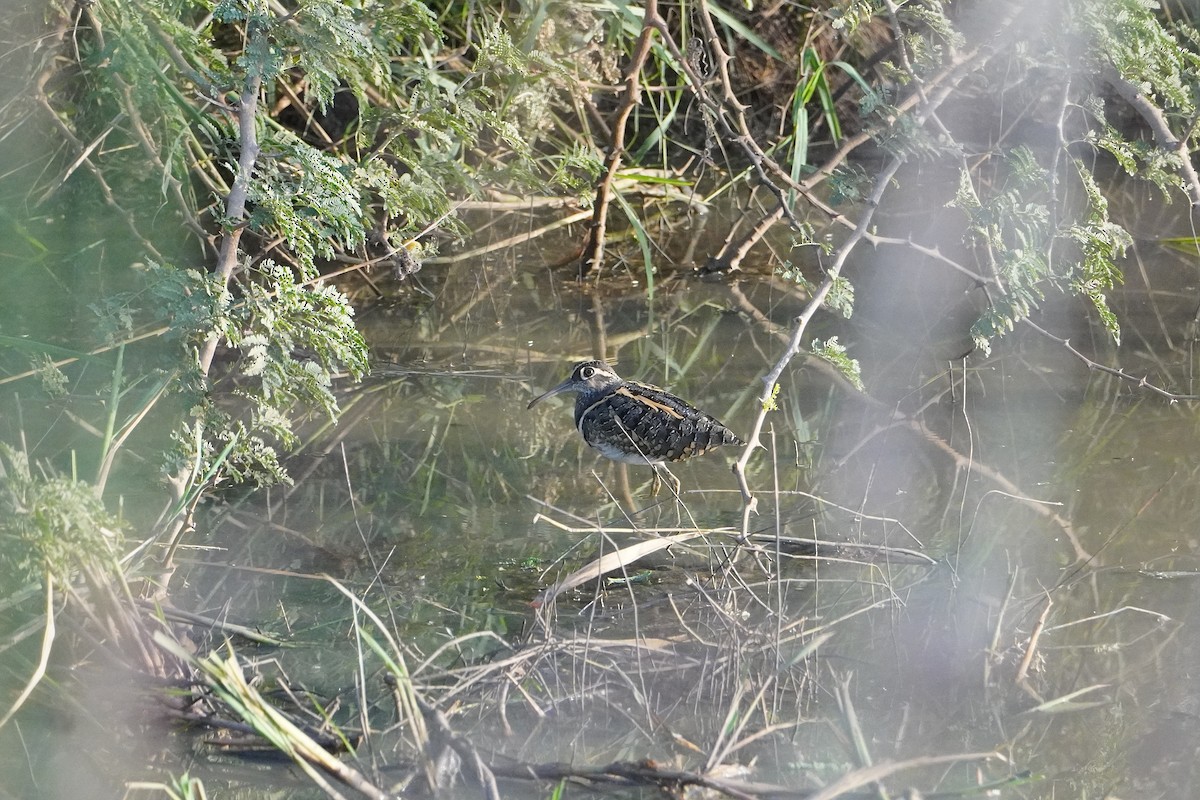 Greater Painted-Snipe - Ben Costamagna