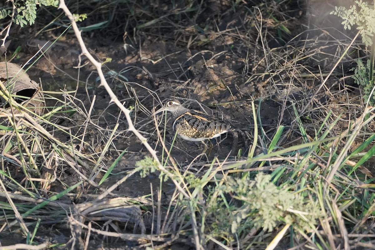 Greater Painted-Snipe - ML616281812