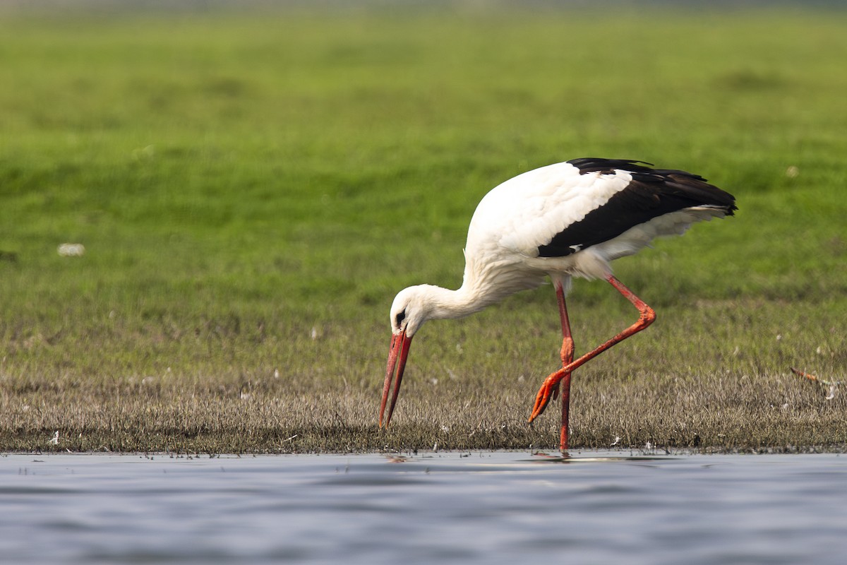 White Stork - Amit Shankar Pal