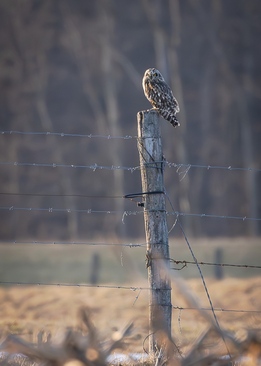 Hibou des marais - ML616281817