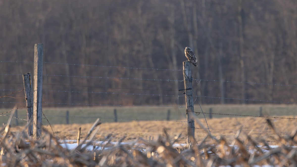 Hibou des marais - ML616281818