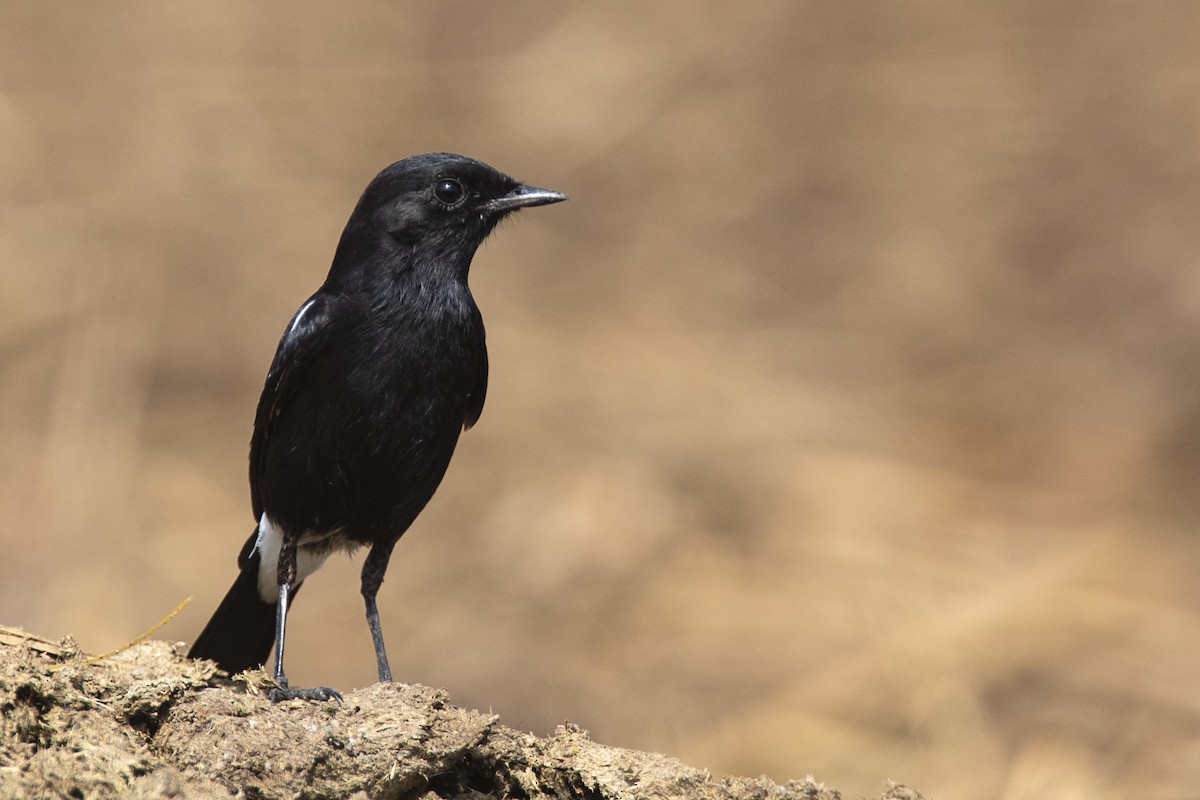 Pied Bushchat - ML616281835