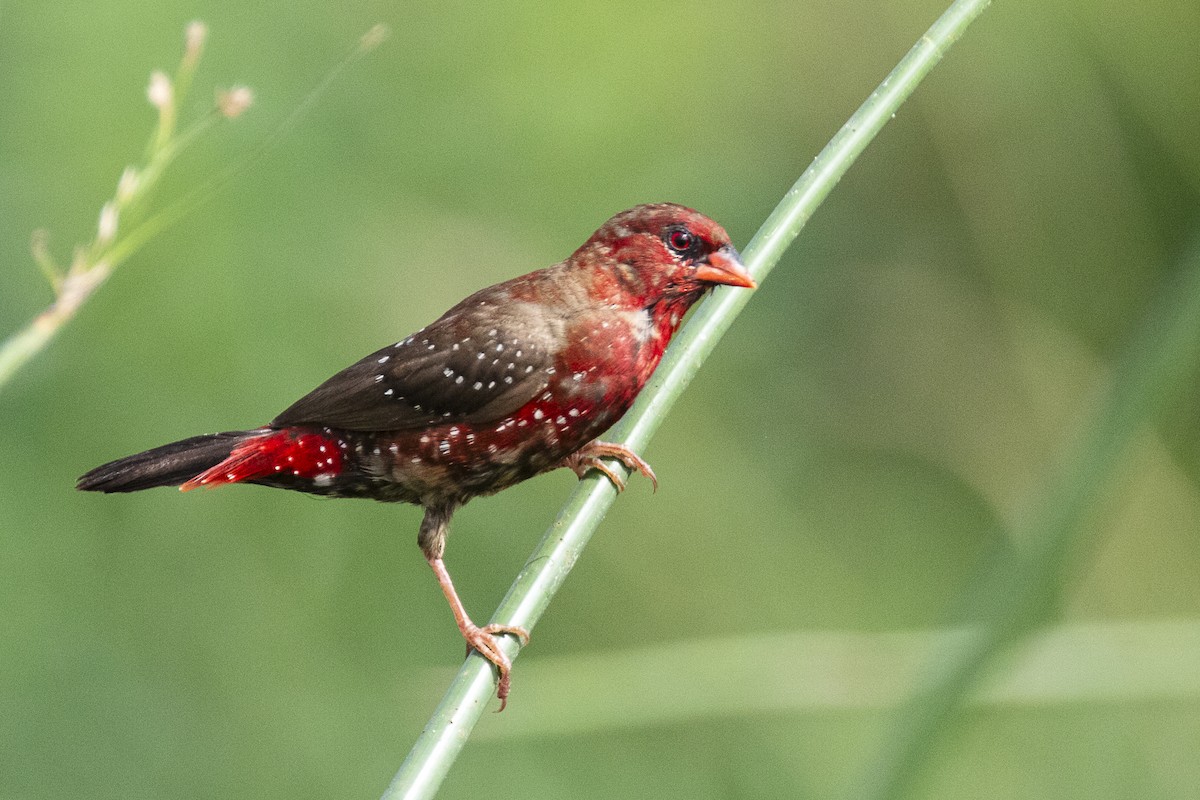 Bengali rouge - ML616281840