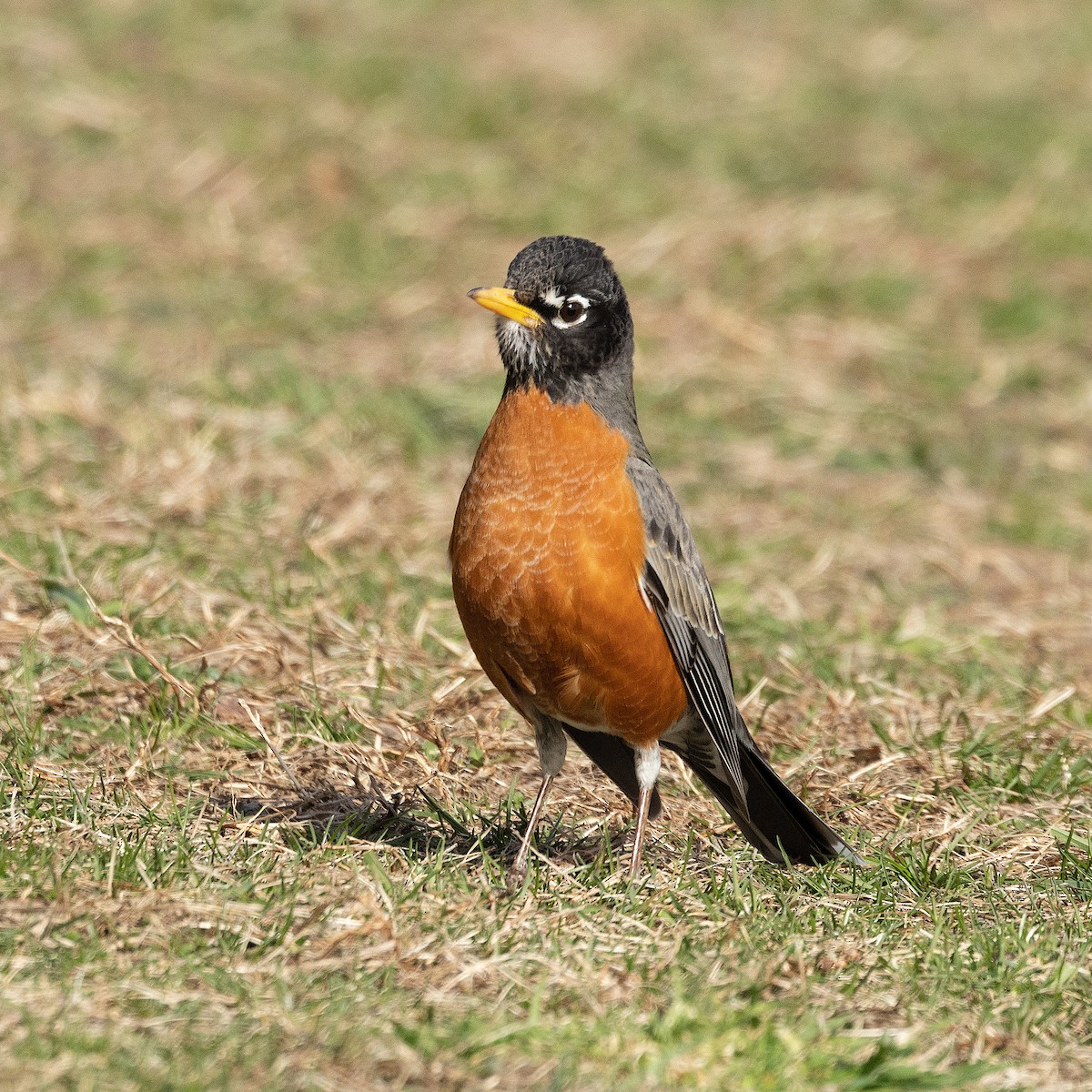 American Robin - ML616281855