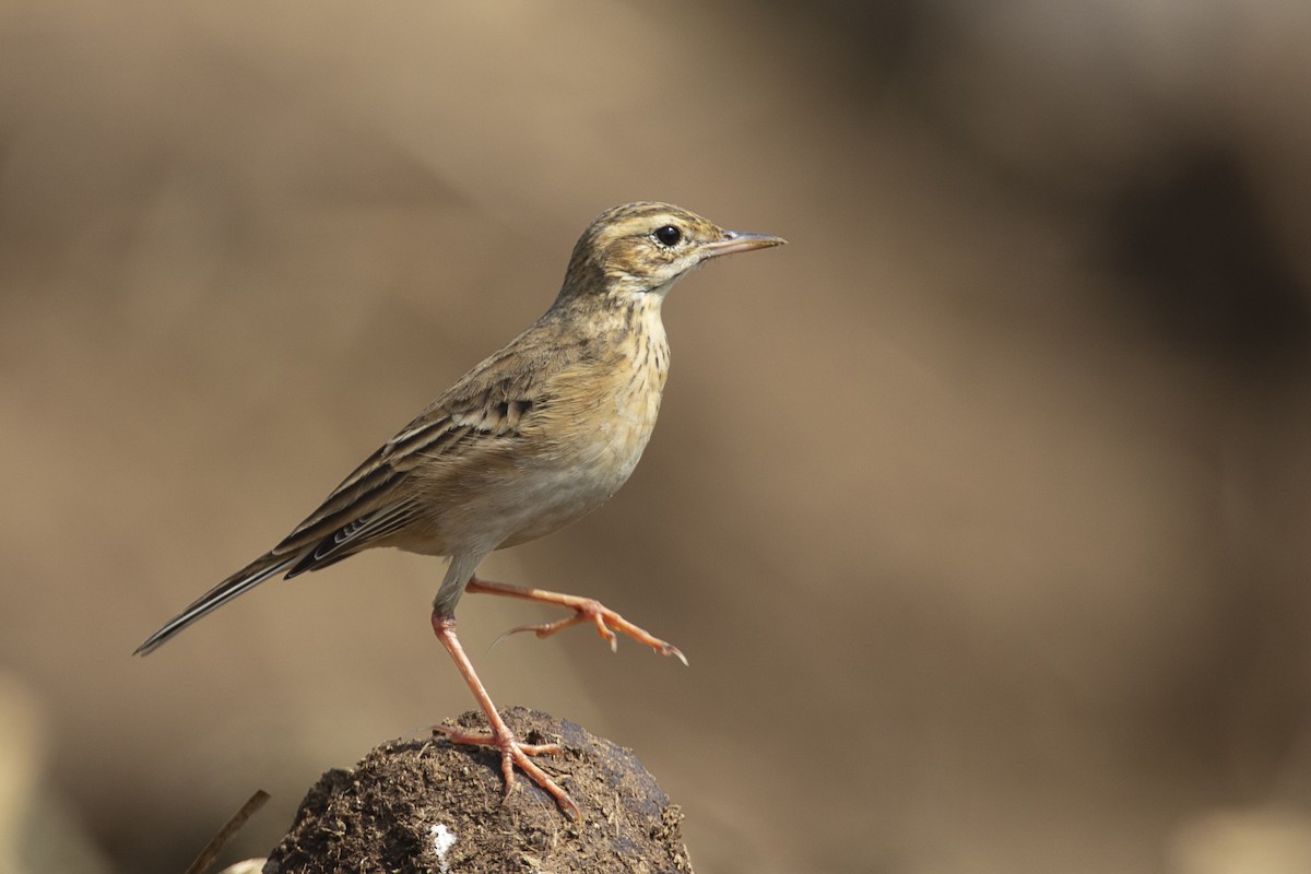 Paddyfield Pipit - Amit Shankar Pal