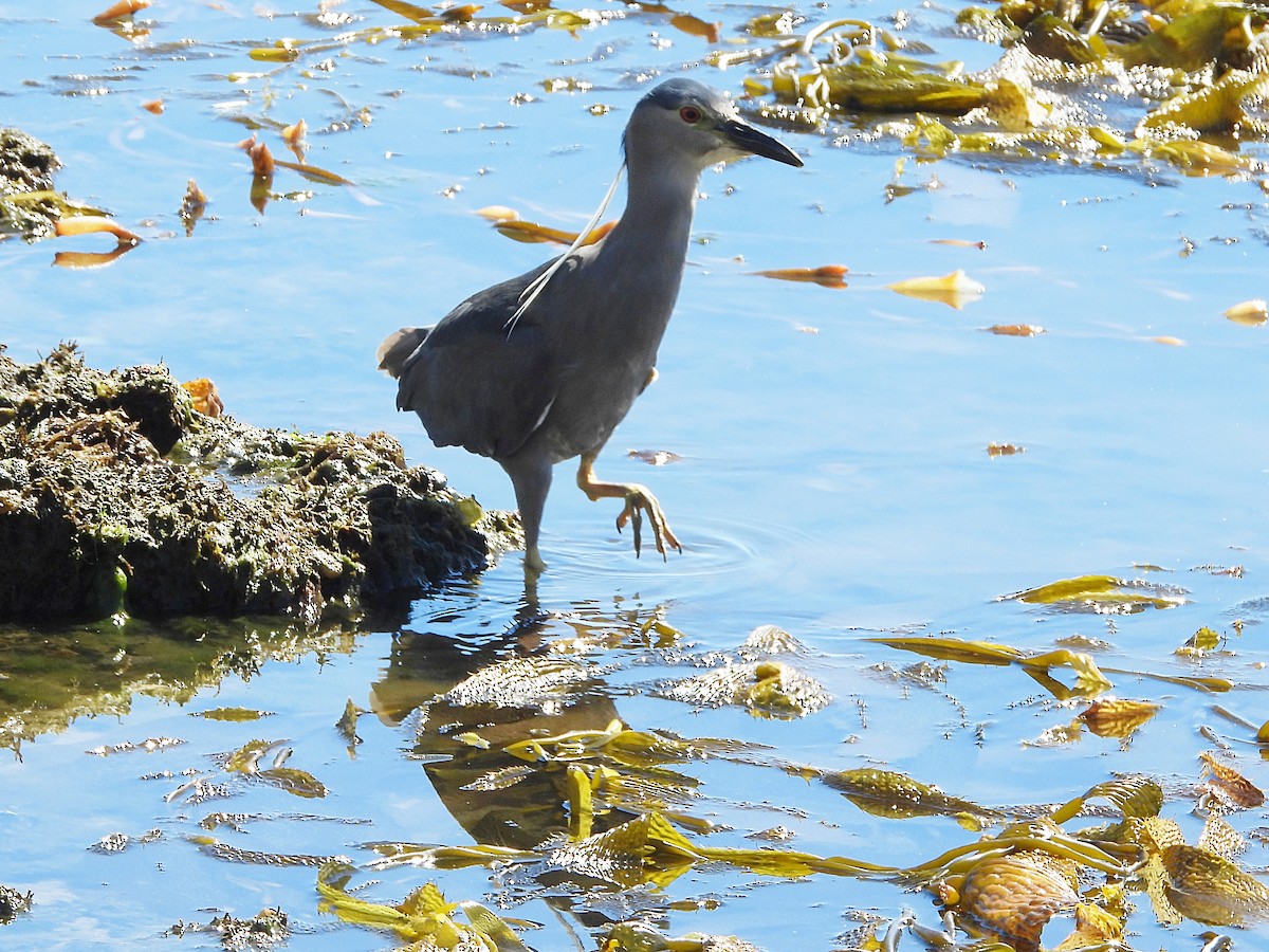 Black-crowned Night Heron (Falklands) - ML616281873