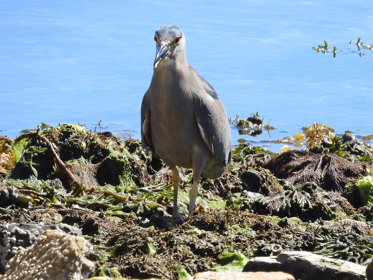 Black-crowned Night Heron (Falklands) - Glenda Tromp