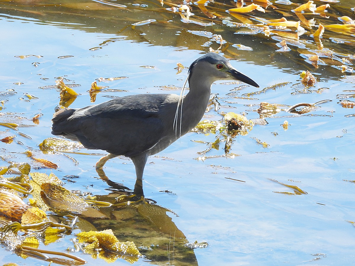 Black-crowned Night Heron (Falklands) - ML616281875