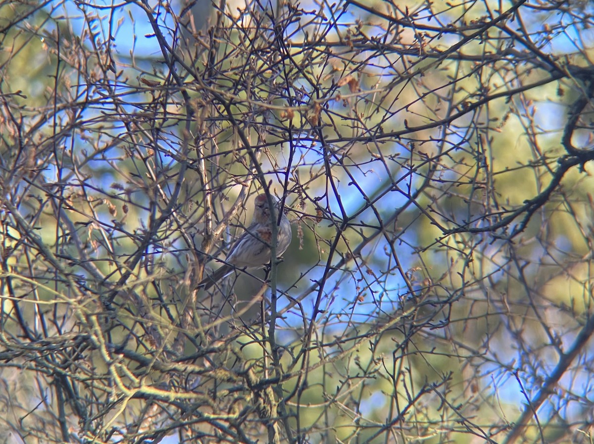 Common Redpoll - ML616281897