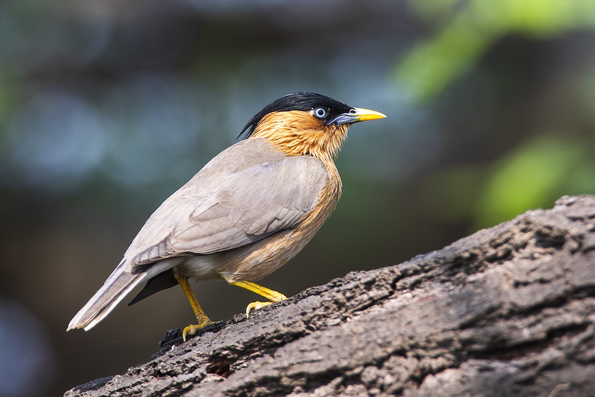 Brahminy Starling - ML616281916