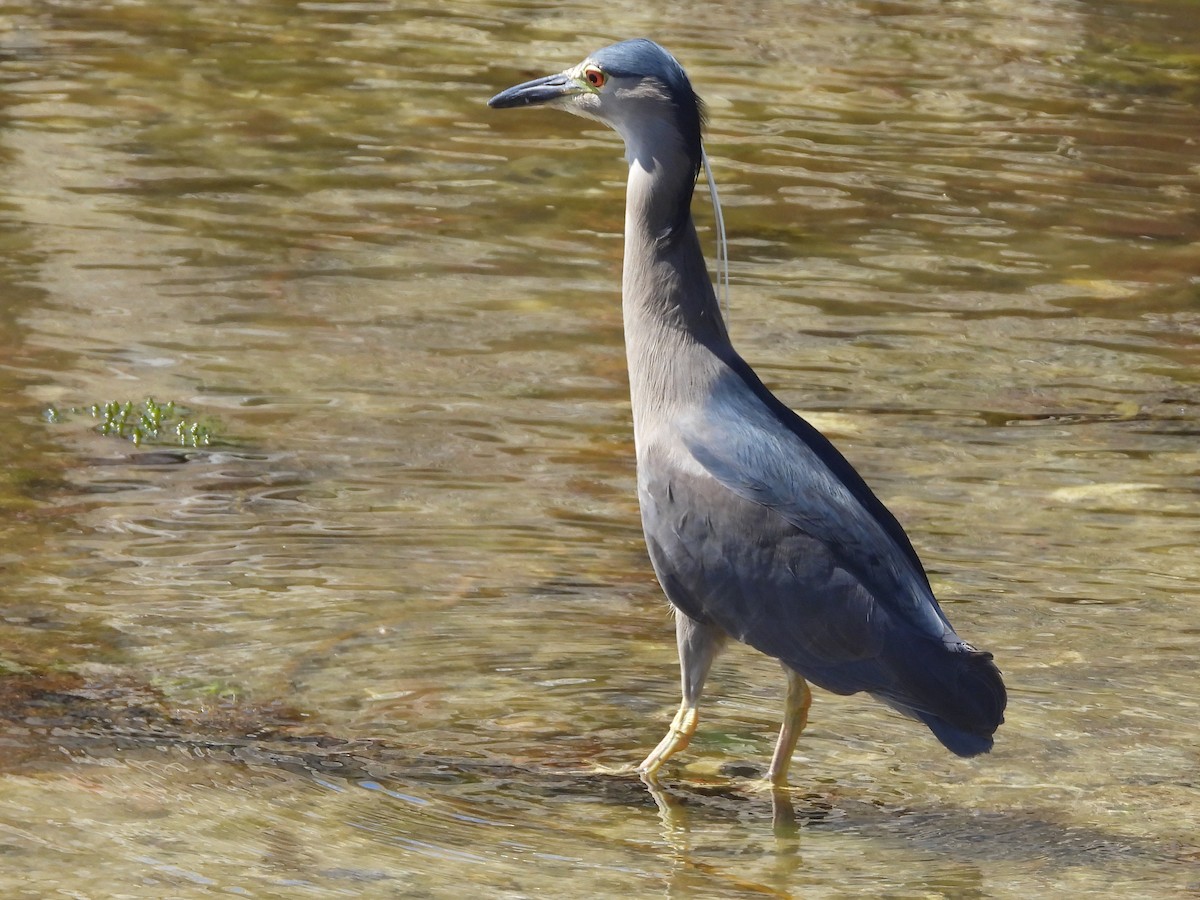 Black-crowned Night Heron (Falklands) - ML616281930