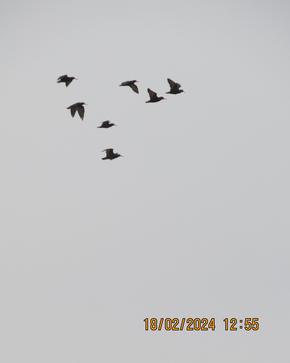 African Oystercatcher - ML616281966