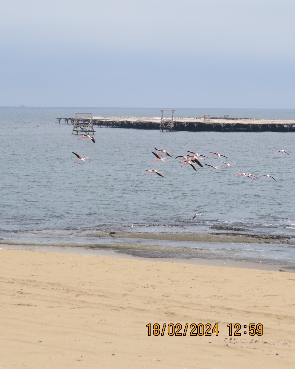 Greater Flamingo - ML616281976