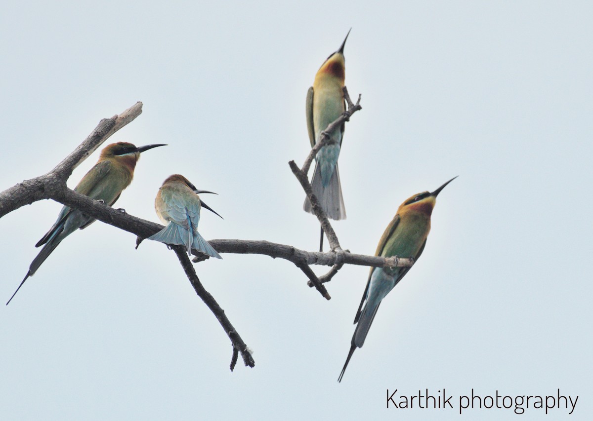 Blue-tailed Bee-eater - ML616281999