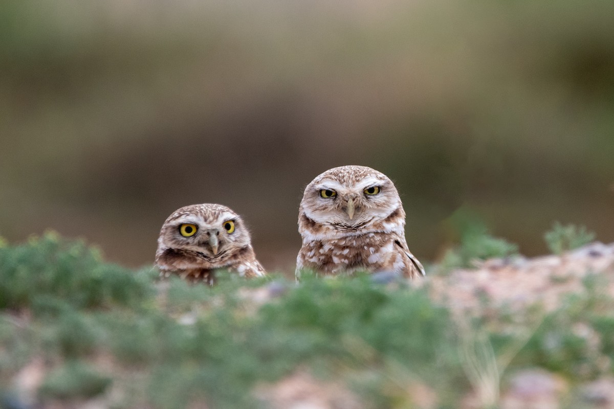 Burrowing Owl - kelly caughlin