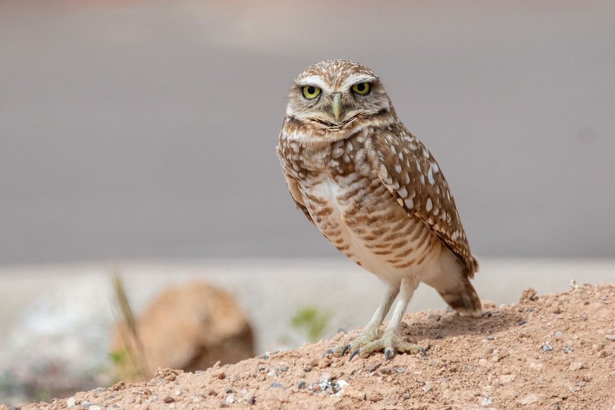 Burrowing Owl - kelly caughlin