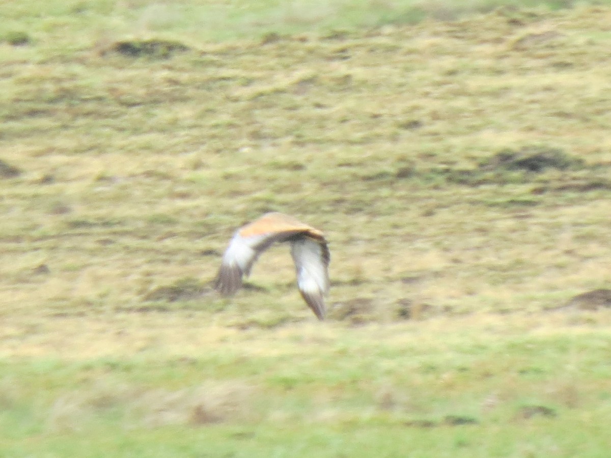 White-bellied Bustard - ML616282014