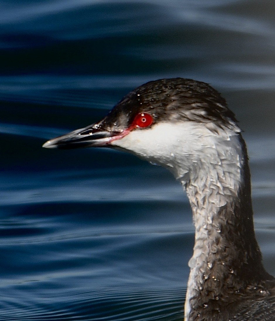 Horned Grebe - ML616282045