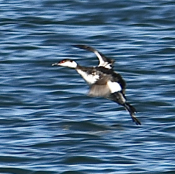 Horned Grebe - ML616282046