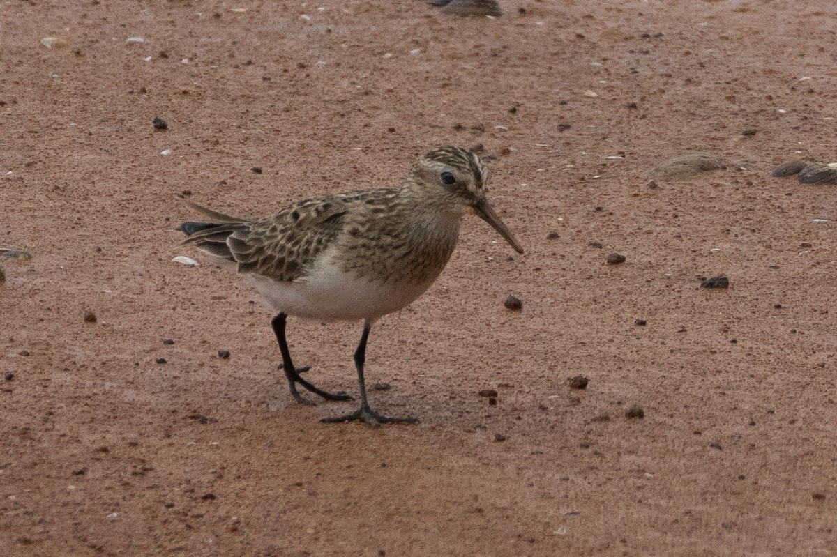 Baird's Sandpiper - Robert Raffel