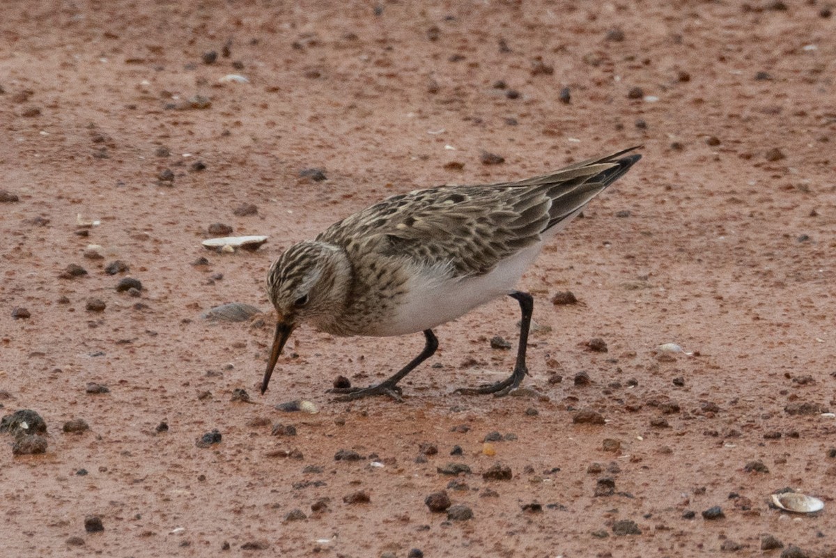 Baird's Sandpiper - Robert Raffel