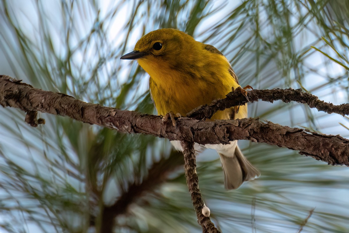 Pine Warbler - Derek Hudgins