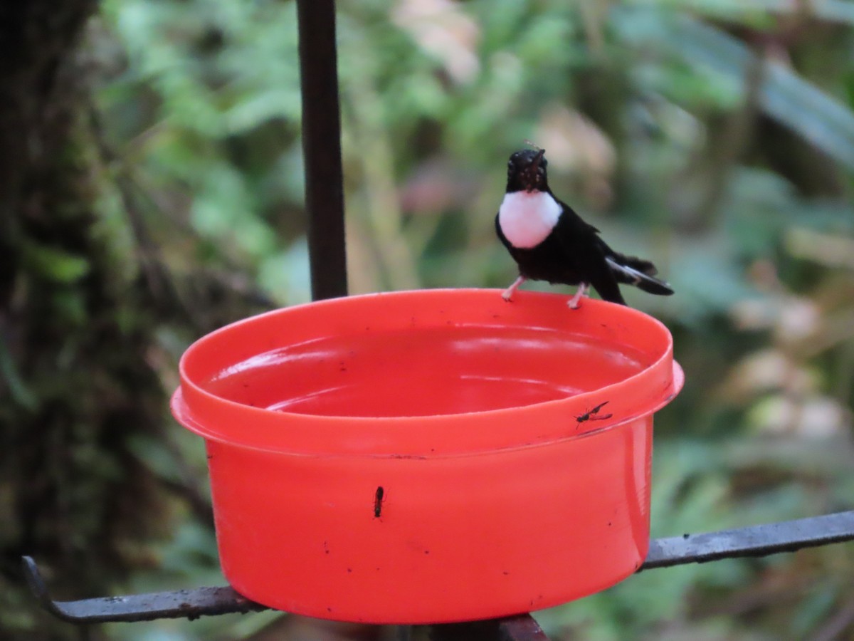 Collared Inca - Debra Ferguson