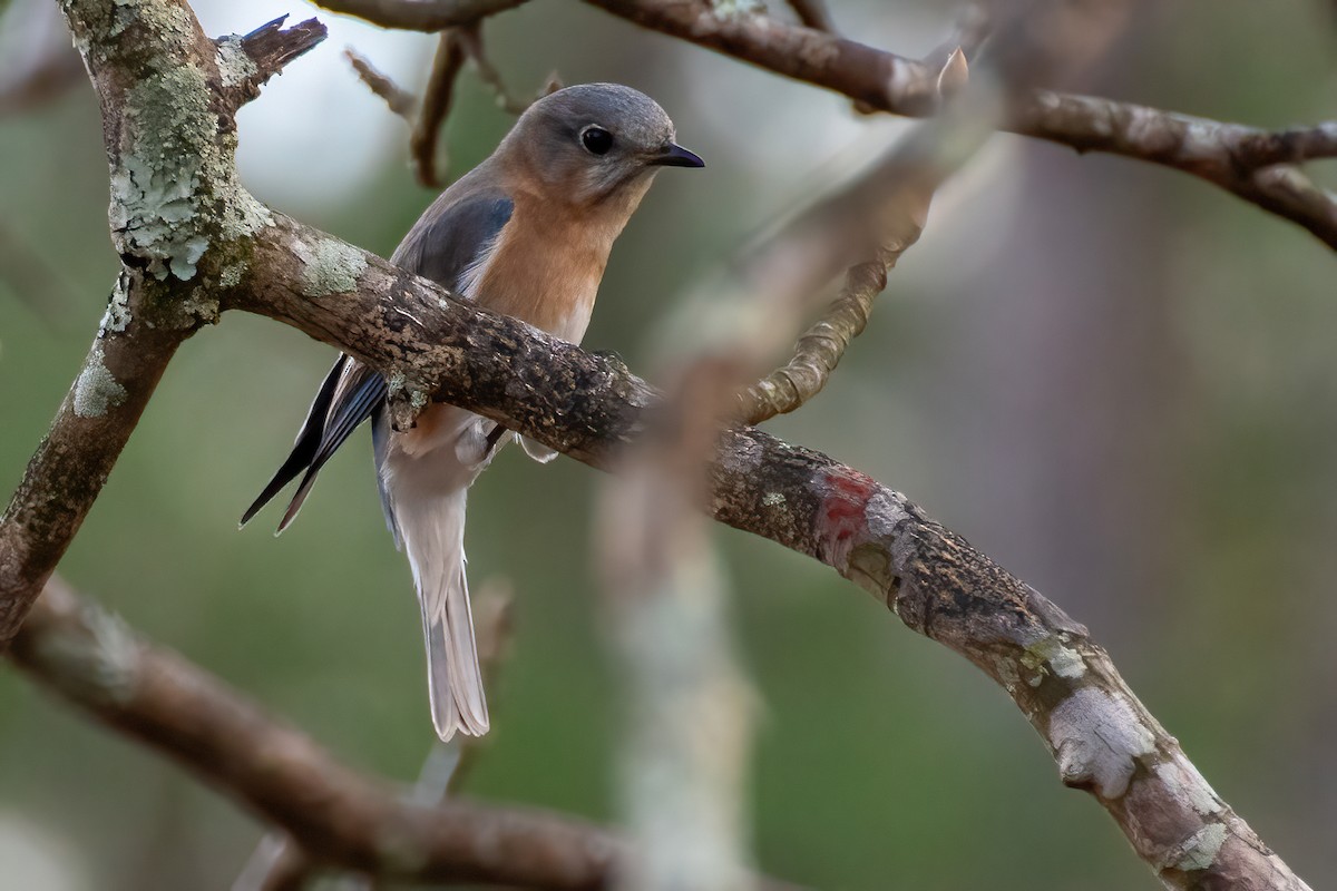 Eastern Bluebird - ML616282097